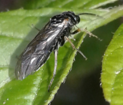 Tenthredinidae 1 da ID